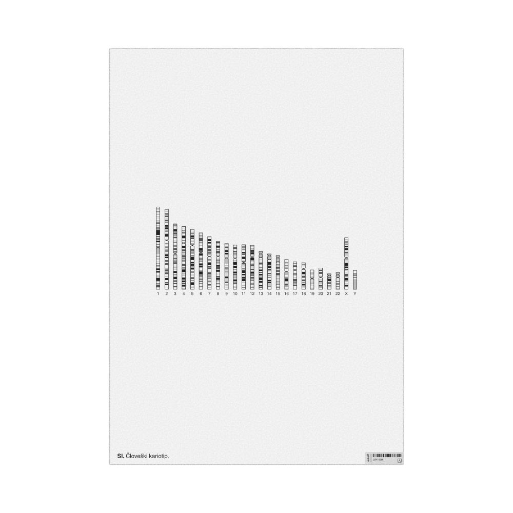 Leskoff Human Karyotype Poster, Slovene-Labeled, image 1 of 1