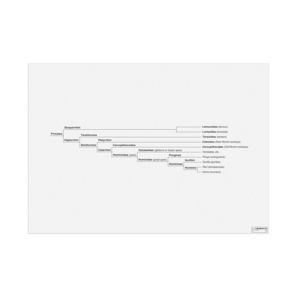 Leskoff Primates Evolutionary Tree Poster, image 1 of 1