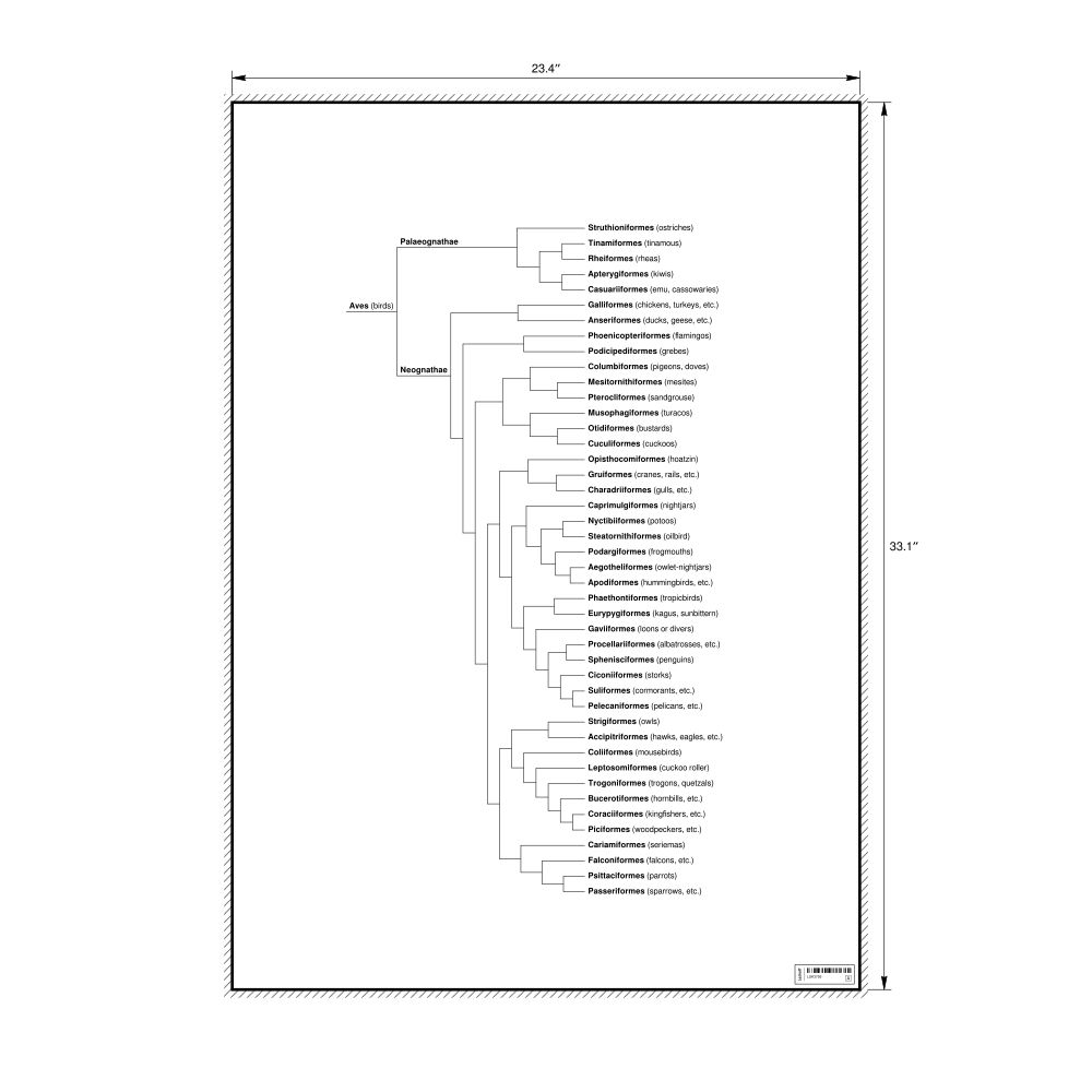 Leskoff Birds Evolutionary Tree Poster, image 1 of 1
