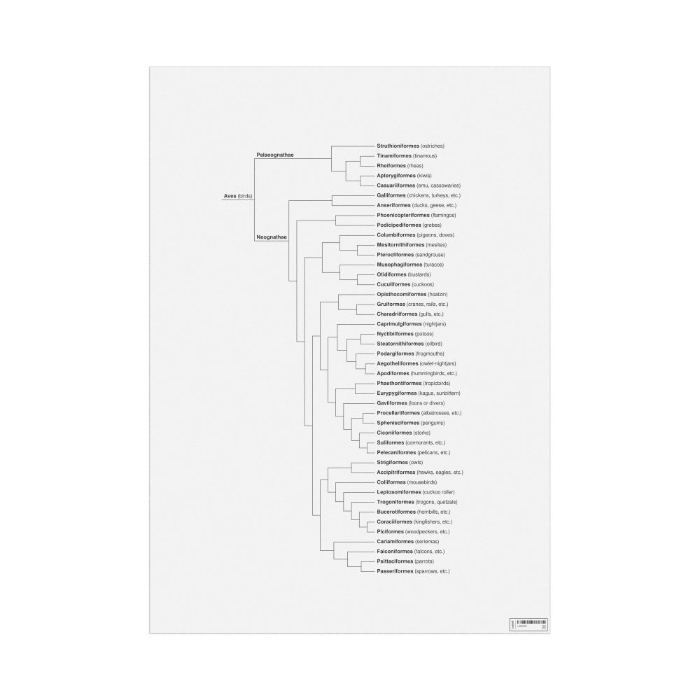 Leskoff Birds Evolutionary Tree Poster, image 1 of 1