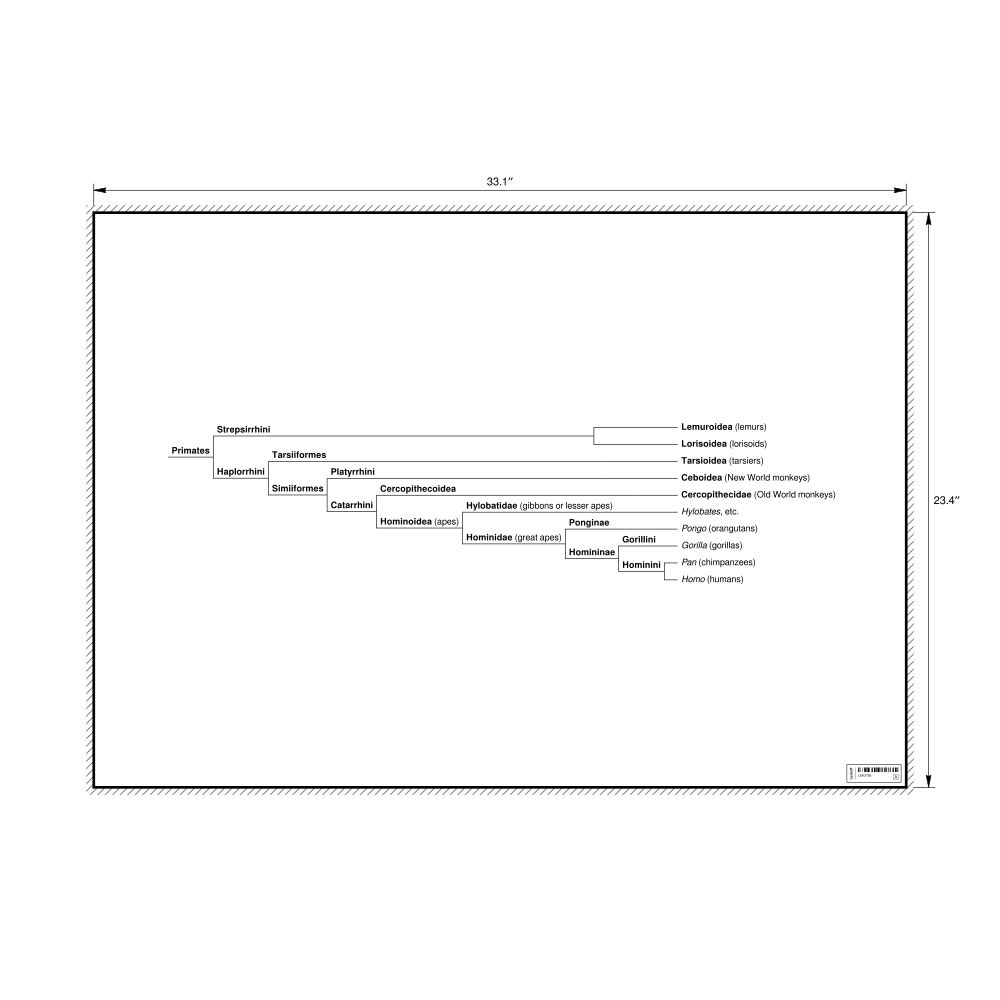 Leskoff Primates Evolutionary Tree Poster, image 1 of 1