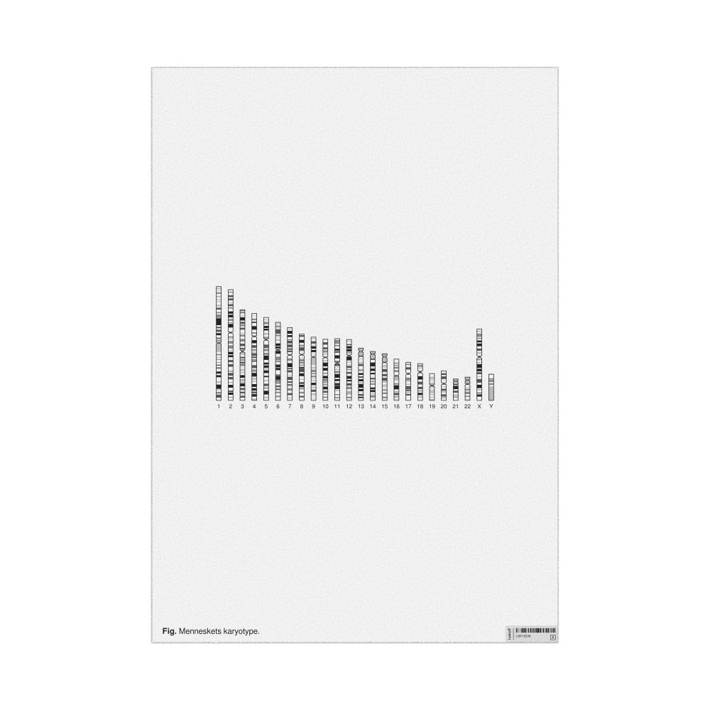 Leskoff Human Karyotype Poster, Danish-Labeled, image 1 of 1