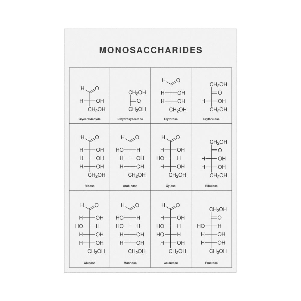 Leskoff Monosaccharides Wall Chart (Monosaccharides Poster), English-Labeled, image 1 of 1