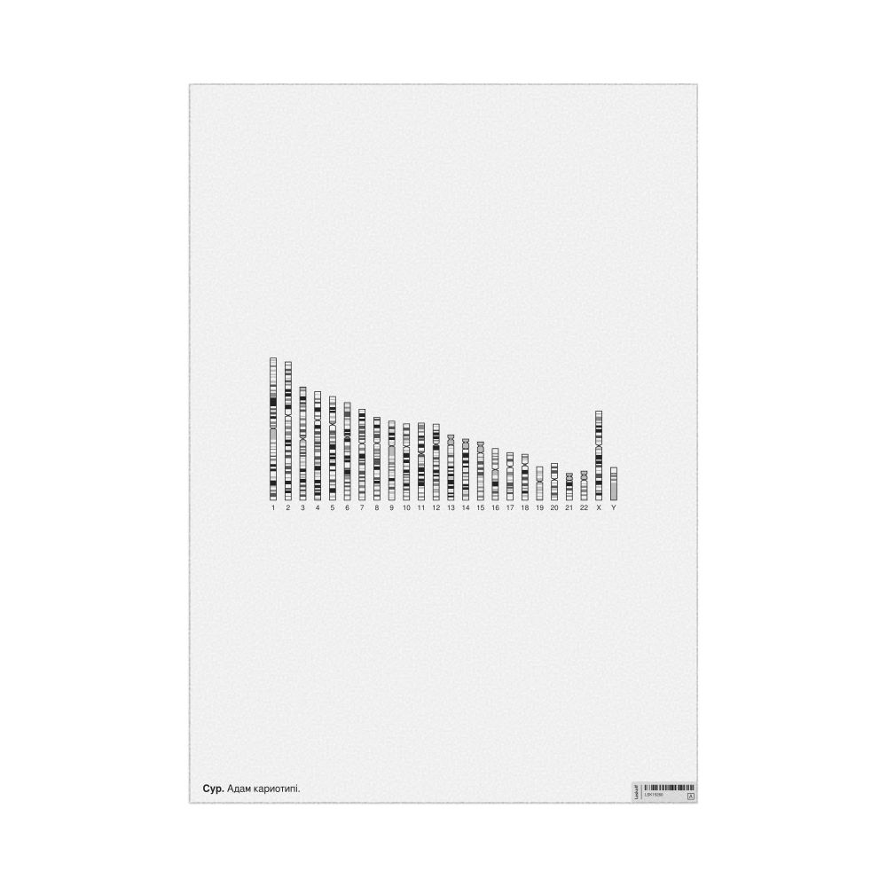 Leskoff Human Karyotype Poster, Kazakh-Labeled, image 1 of 1