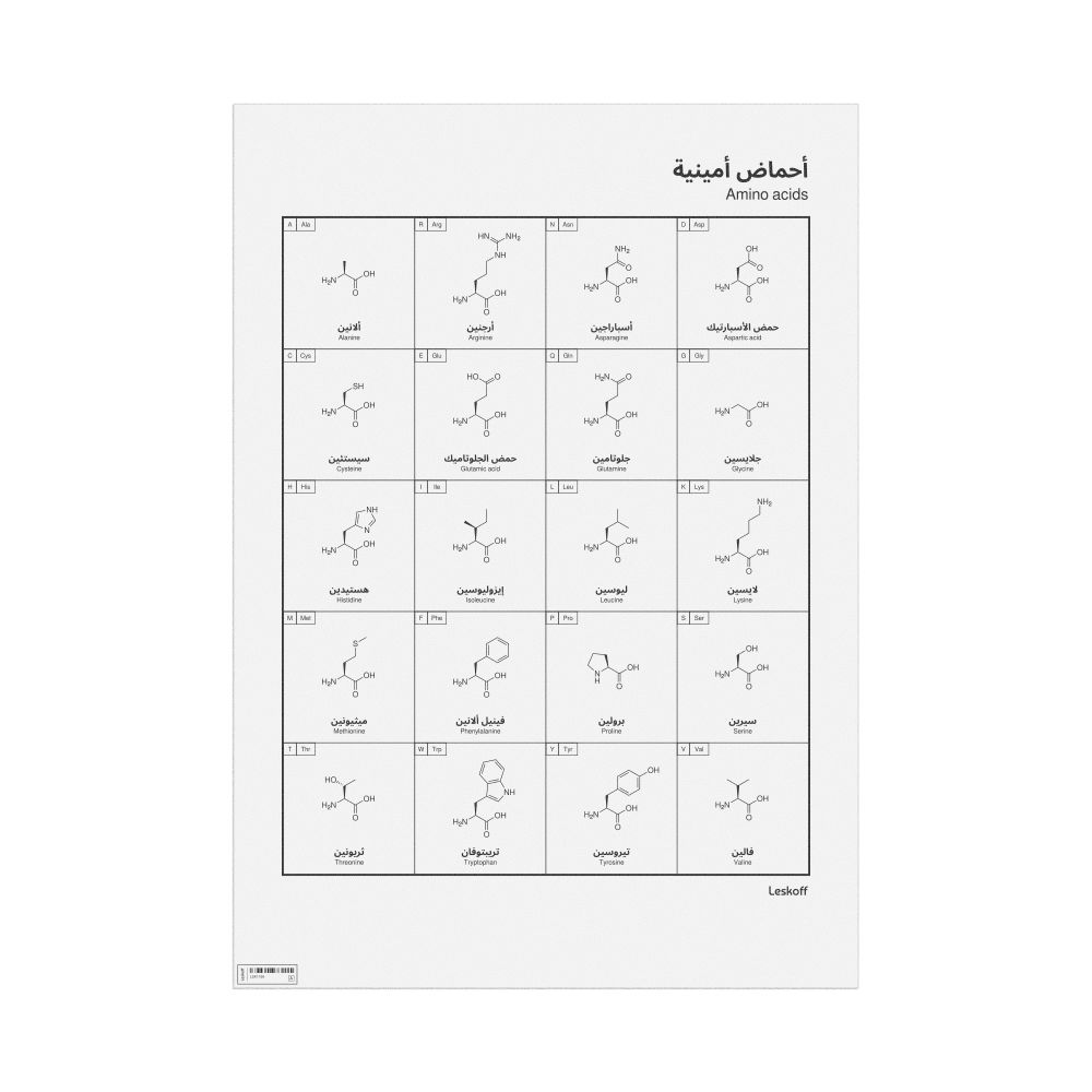 Leskoff Amino Acids Wall Chart (Amino Acids Poster), Arabic/English-Labeled, image 1 of 2