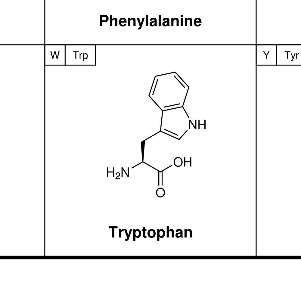 Leskoff Amino Acids Poster image 2 of 2