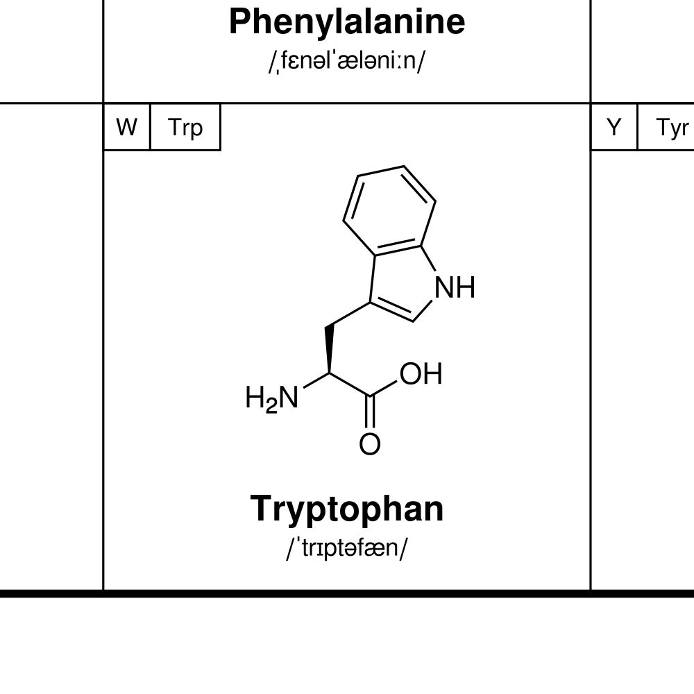 Leskoff Amino Acids Poster image 2 of 2