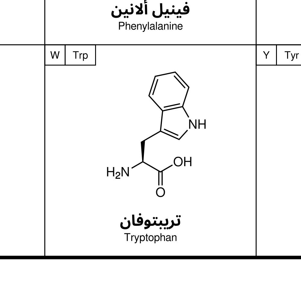 Leskoff Amino Acids Poster image 2 of 2