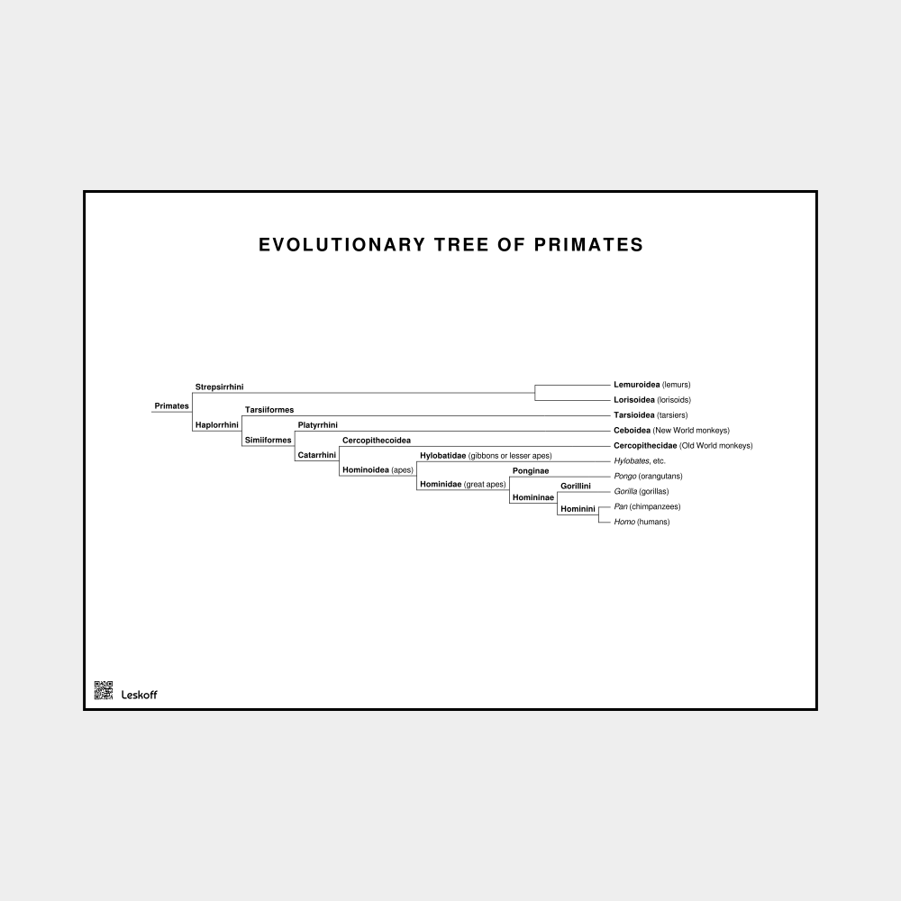 Leskoff Primates Evolutionary Tree Poster image 1 of 1