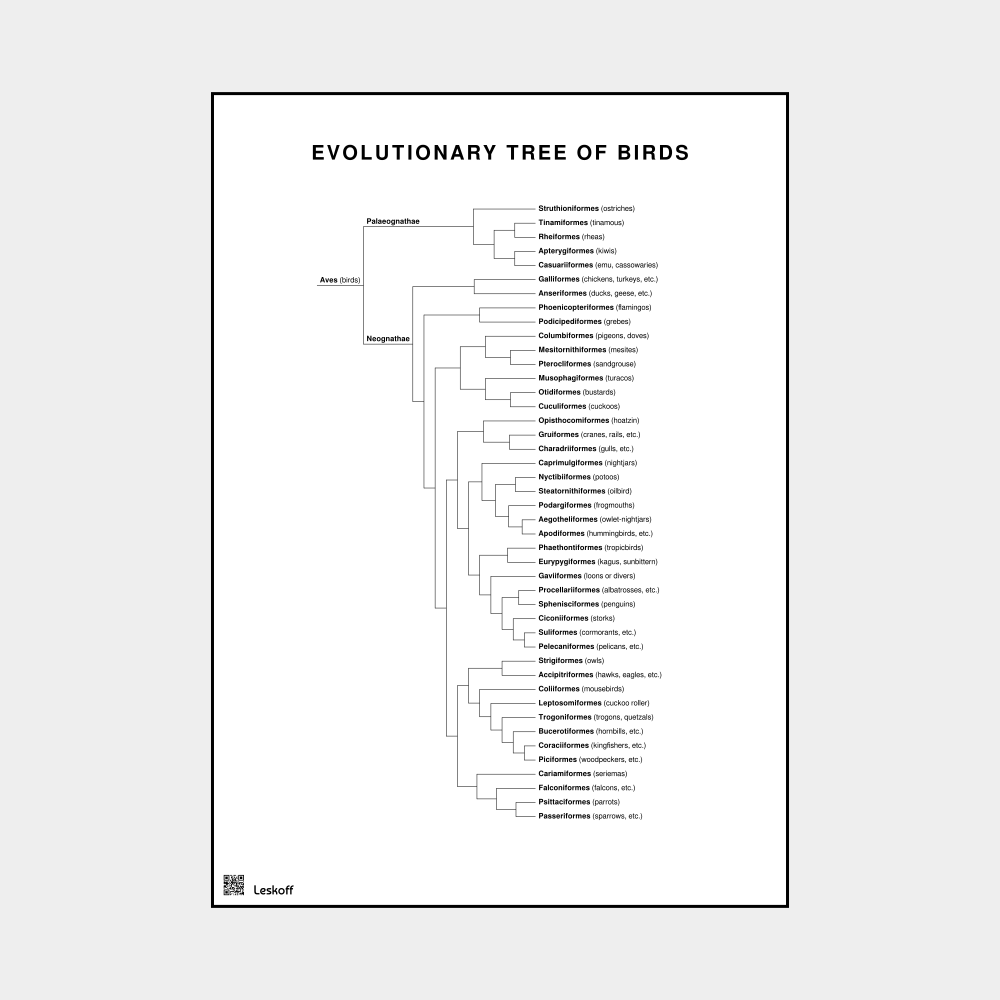 Leskoff Birds Evolutionary Tree Poster image 1 of 1